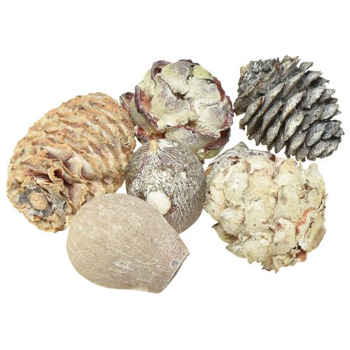 Exoten Cones Leucodendron White Washed 3-4cm 450g