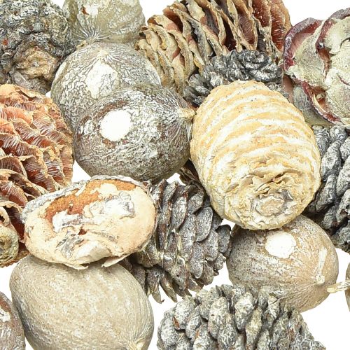 Product Exoten Cones Leucodendron White Washed 3-4cm 450g