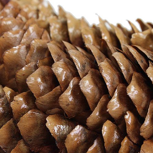 Floristik24 Spruce cones wreath Ø27cm