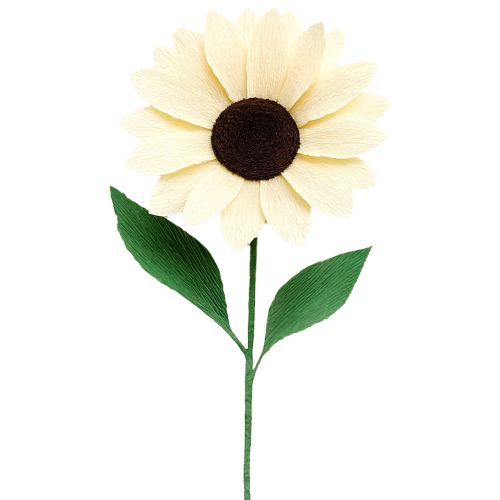 Product Florist crepe paper florist crepe champagne 50×250cm 5 pieces