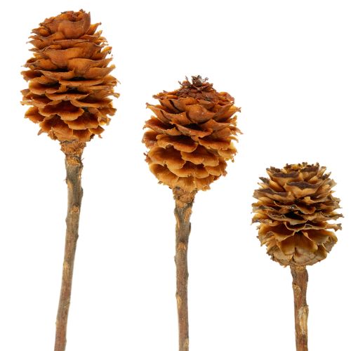 Floristik24 Glabrum Leucospermum Dried Flowers 25-40cm 25 pcs