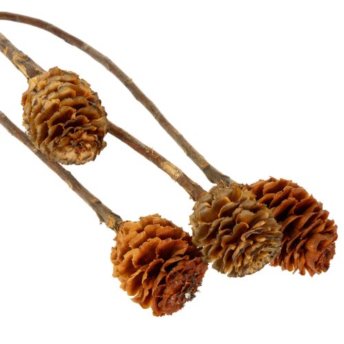 Product Glabrum Leucospermum Dried Flowers 25-40cm 25 pcs