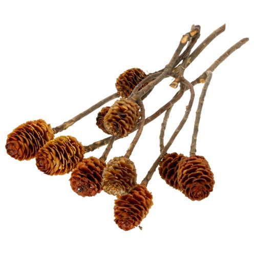 Product Glabrum Leucospermum Dried Flowers 25-40cm 25 pcs
