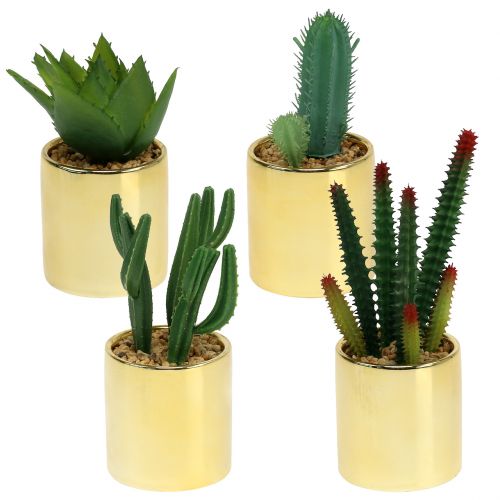 Cacti green in golden pot 12cm - 17cm 4pcs