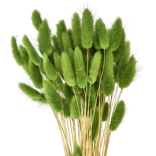 Floristik24 Hare&#39;s tail grass ornamental grass Lagurus olive green L65cm 50g