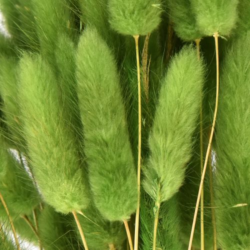 Floristik24 Hare&#39;s tail grass ornamental grass Lagurus olive green L65cm 50g