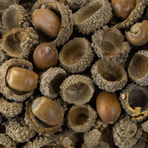 Product Natural wreath, autumn decoration, acorns, door wreath, wall wreath, DIY, Ø30cm