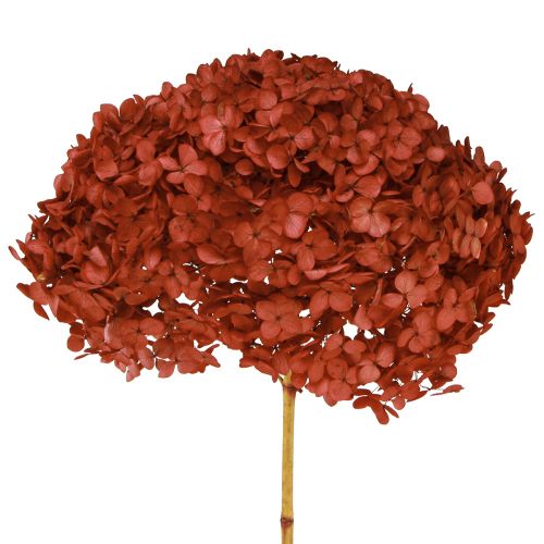 Floristik24 Hydrangea Preserved Dried Flowers Red Ø20cm L50–60cm