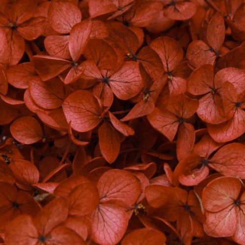Floristik24 Hydrangea Preserved Dried Flowers Red Ø20cm L50–60cm