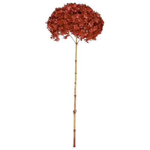 Floristik24 Hydrangea Preserved Dried Flowers Red Ø20cm L50–60cm