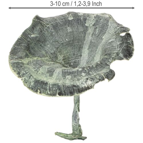 Product Kalix Mushroom Green, White Washed 100 pcs