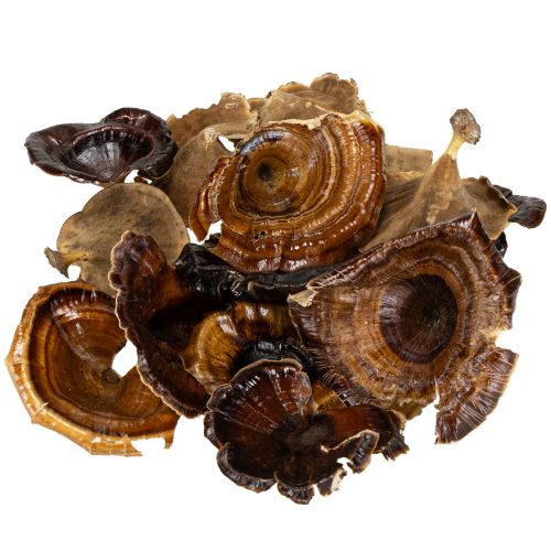 Product Kalix Mushroom Natural Varnished 100 pcs