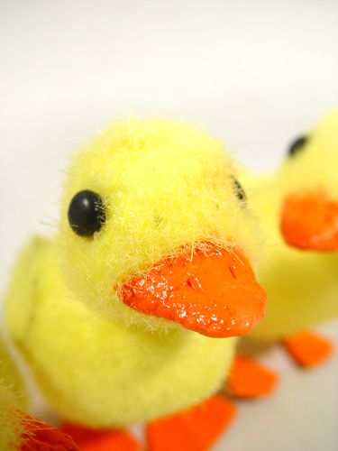 Floristik24 Chick with wire feet 8cm 12pcs. yellow / orange