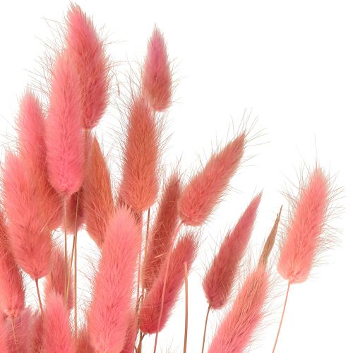 Floristik24 Lagurus Dried Hare&#39;s Tail Grass Pink L45cm 50g