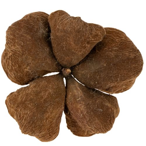 Product Landlotus Nature 50 pcs