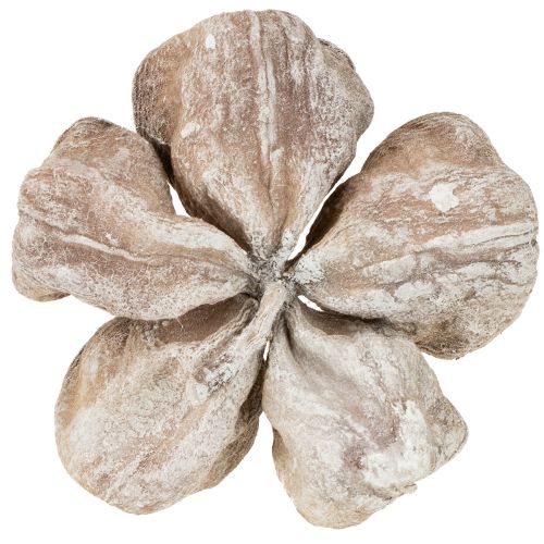 Landlotus White Washed 6-12cm 50 pcs | Floristik24.ie