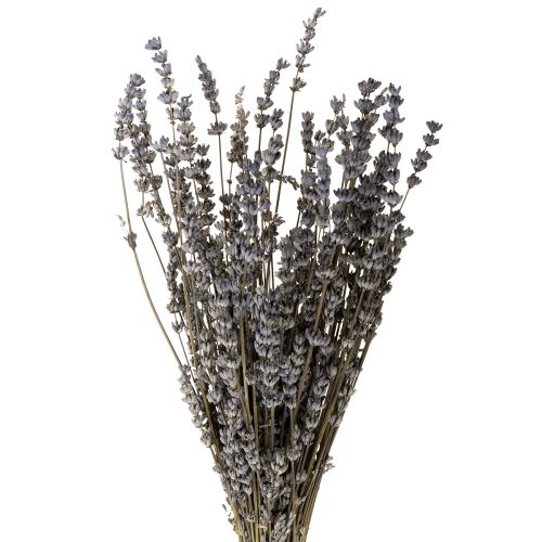 Floristik24 Lavender dried fragrant dried flowers 35-40cm 50g