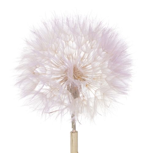 Floristik24 Giant Dandelion Decorative Dried Flowers for Modern Interior Design 12cm 4pcs