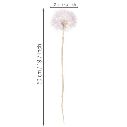 Product Giant Dandelion Decorative Dried Flowers for Modern Interior Design 12cm 4pcs