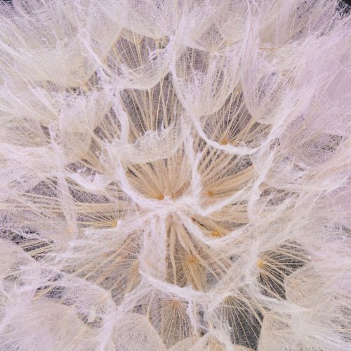 Product Giant Dandelion Decorative Dried Flowers for Modern Interior Design 12cm 4pcs