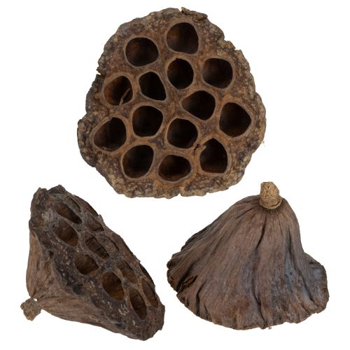 Product Lotus bulb large 100 pcs natural