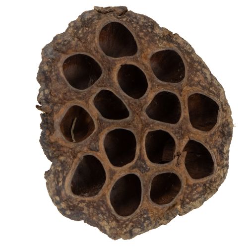 Product Lotus bulb large 100 pcs natural