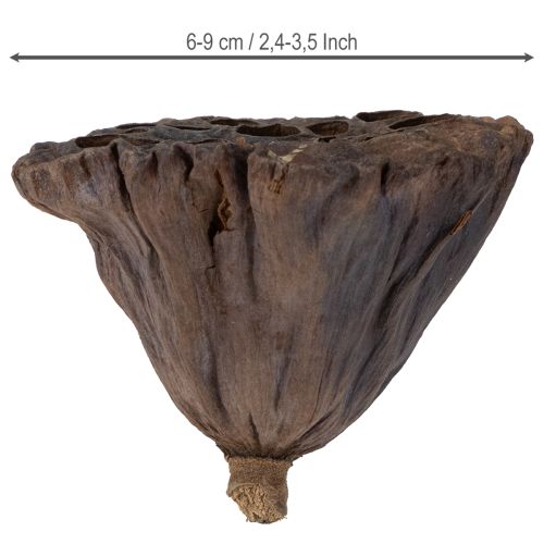 Product Lotus bulb large 100 pcs natural