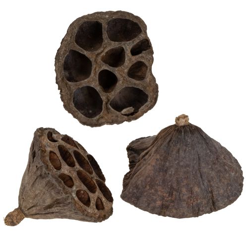 Floristik24 Lotus bulb small 100 pcs. natural