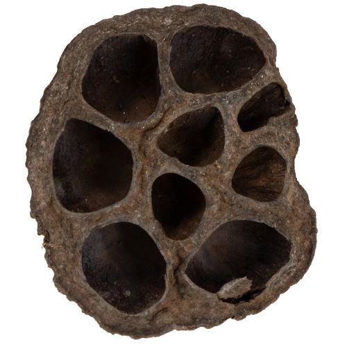 Floristik24 Lotus bulb small 100 pcs. natural