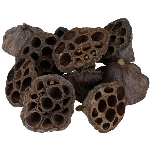 Lotus bulb small 100 pcs. natural | Floristik24.ie
