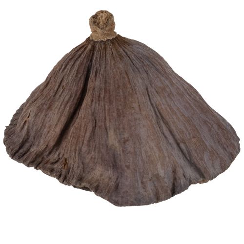 Lotus bulb small 100 pcs. natural | Floristik24.ie