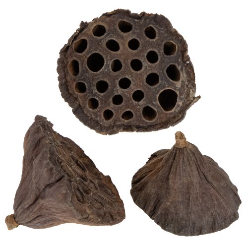 Floristik24 Lotus piston medium 100 pcs natural