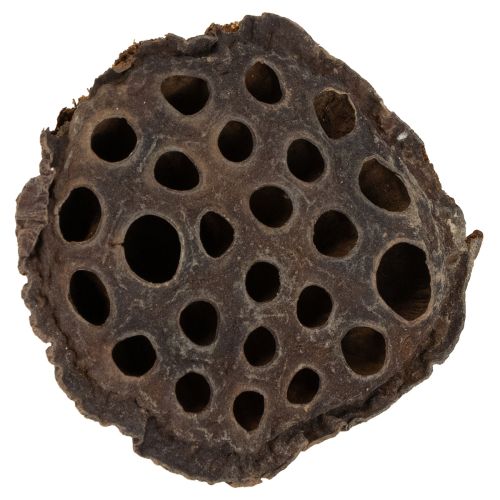 Floristik24 Lotus piston medium 100 pcs natural