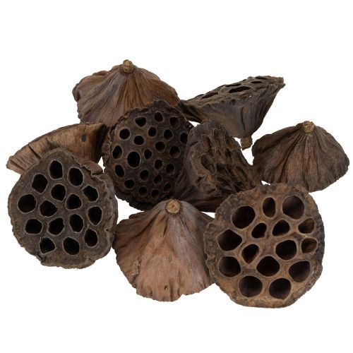 Product Lotus piston medium 100 pcs natural