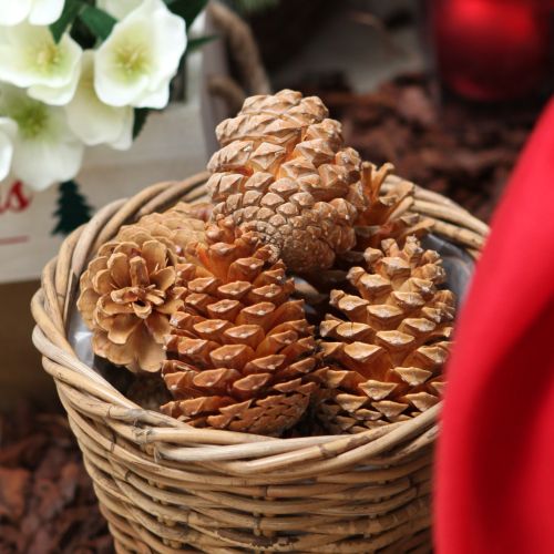 Maritima cones cream-vanilla mixed 5-18cm 25 pcs