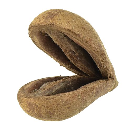 Floristik24 Mike Fruit Natural Materials Bagon Fruit Natural 8cm 50 pcs