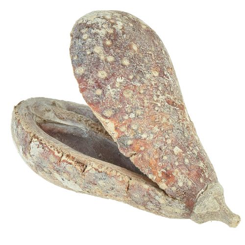 Floristik24 Mike Fruit Exotics dried white washed 4-6cm 50 pcs