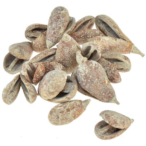 Product Mike Fruit Exotics dried white washed 4-6cm 50 pcs