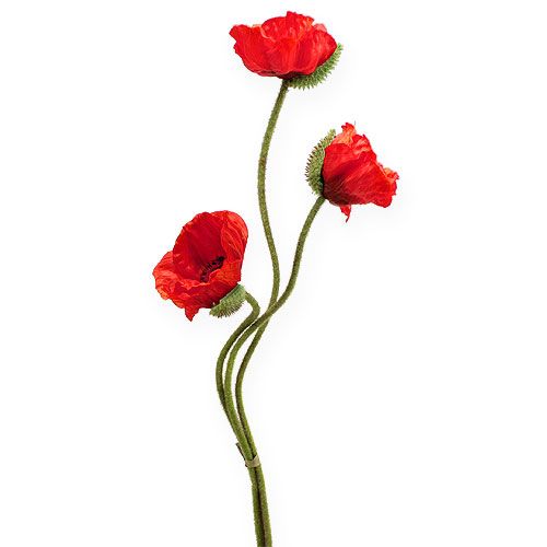 Floristik24 Artificial poppy red 70cm 3pcs