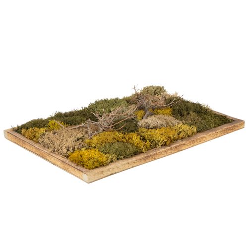 Floristik24 Moss picture, real preserved moss and twigs, natural, 60×40cm