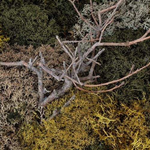 Product Moss picture, real preserved moss and twigs, natural, 60×40cm