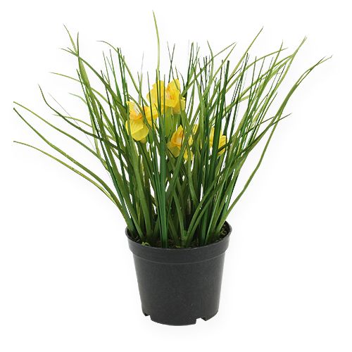 Daffodils with grass in a pot 25cm