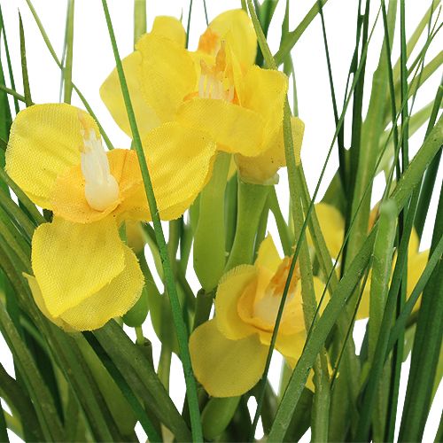 Product Daffodils with grass in a pot 25cm