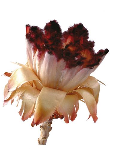 Floristik24 Nerifolia Bud 250 Pcs