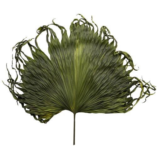 Palm frond decoration for exotic arrangements and table decoration