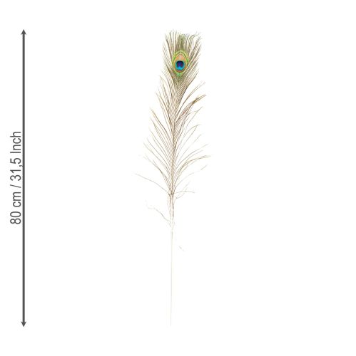 Product Peacock feather decoration, real bird feathers, long 75-85cm, 8 pieces