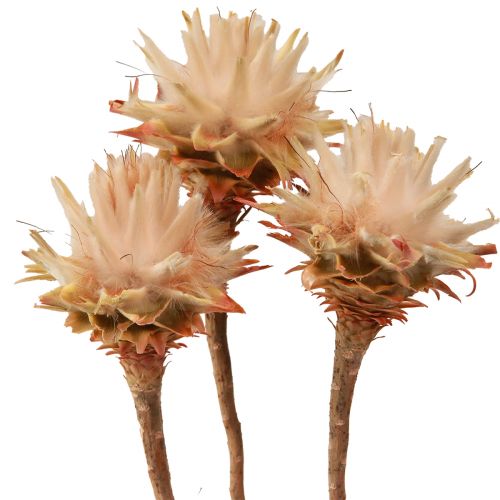 Floristik24 Leucospermum Plumosum Silver Tree Flowers Light 25 Pcs