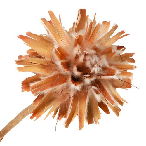 Product Leucospermum Plumosum Silver Tree Flowers Light 25 Pcs