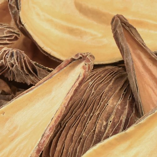 Product Fruit and seed capsule pods Pradeep Pods 9-12 cm natural 50 pcs