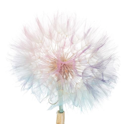 Product Dandelion decoration, dried flower, stabilized and dyed, delicate, durable, 12cm, 4 pieces